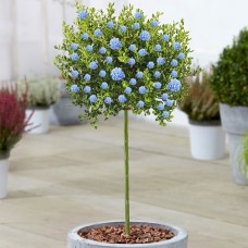 Ceanothus Victoria Patio Tree - 70-80cm (Incl. Pot)